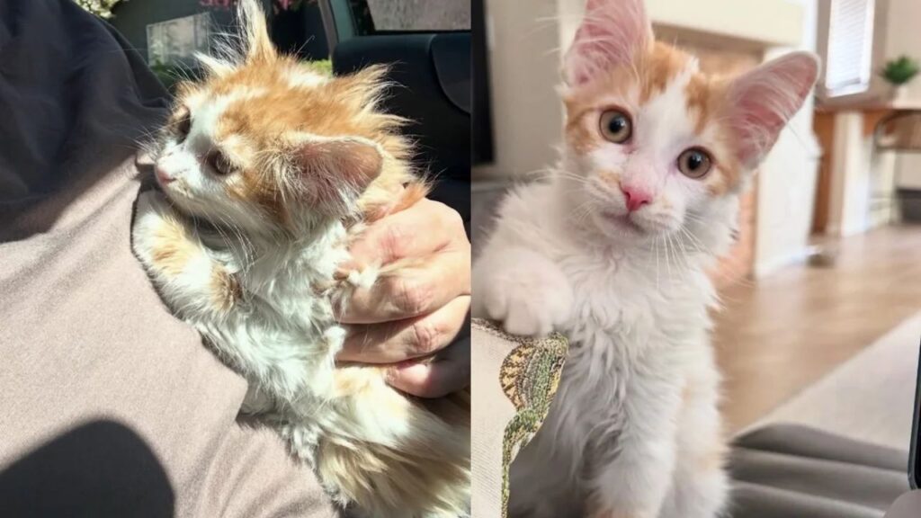 Woman Picks Up a Timid Kitten