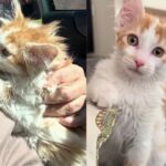 Woman Picks Up a Timid Kitten from Shelter, Turns Out the Young Cat is a Little 'Tornado' at Heart