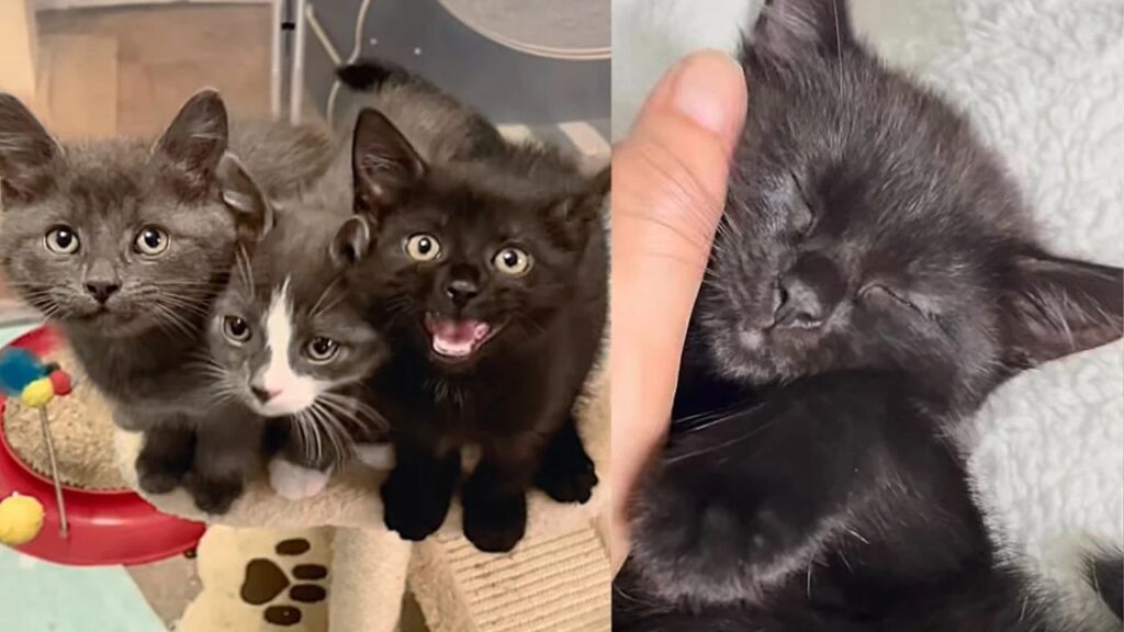 Three Kittens Decide to Come