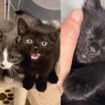 Three Kittens Decide to Come Out of Hiding and Learn to Trust at the Same Time, It's the Cutest Thing