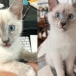 Woman Went to Shelter to Look at Kittens in Need, But Brought Home Young Cat that Stole the Show