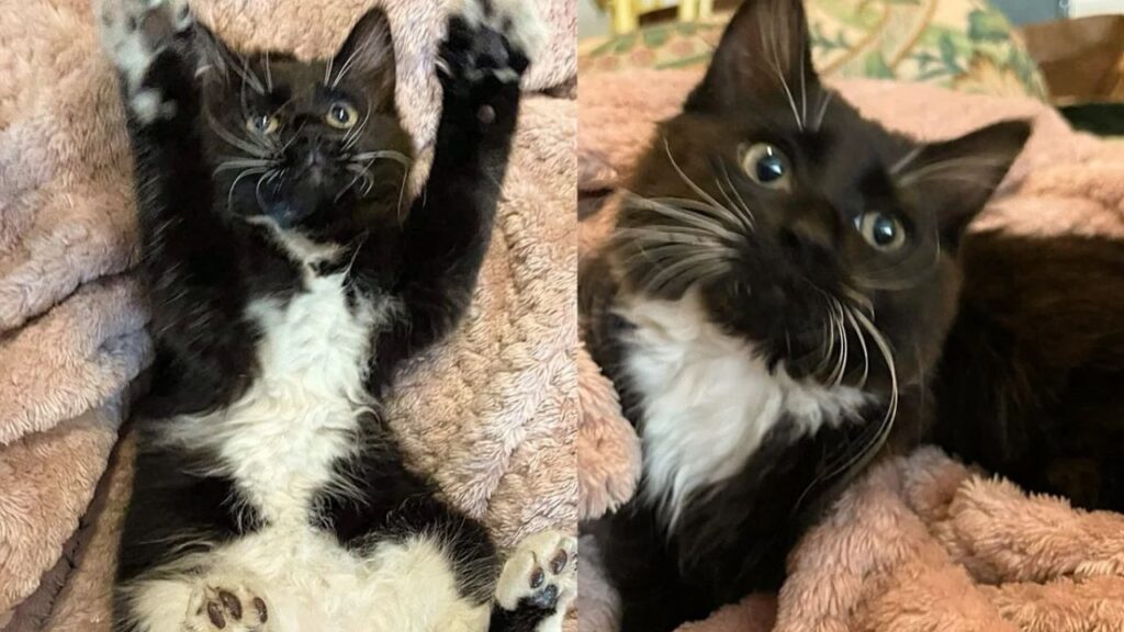 Kitten Finds Herself Stuck