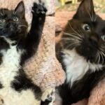 Kitten Finds Herself Stuck in Car Wheel Until Help Arrives, Overnight Her Life Completely Changed