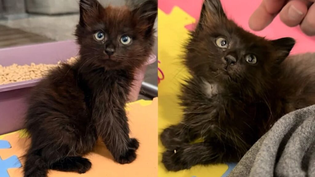 Kittens Spotted Outside