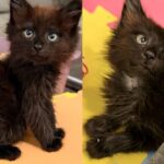 Kittens Spotted Outside, One Walks in Special Way and the Other Cat Learns to Be Brave