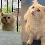 Cat Went from Yard to Yard, Then After a Year of Hoping, He Finally Found What He Longed for