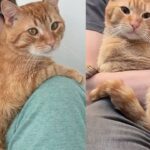 Man Went Out to Help a Stray But Ended Up with a Lap Cat Instead, Who Now Truly Lives Up to His Name
