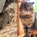 Cat Wanders onto Patio After Years of Living on the Streets, Not Knowing His Life is About to Change