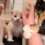 Cat Holds on Tightly to Person After Leaving Kennel, Days Later She Has Four Kittens by Her Side