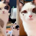 Tiny Squeaks Lead Person to Cat and Kittens Under Shed, Their Lives Take a Turn for the Better