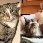 Cat Left Out on the Street is Taken into Home, Where the House Cats Help Him Learn to Trust