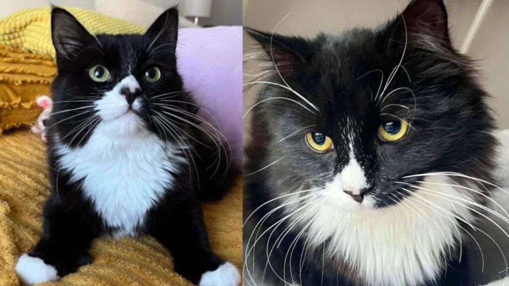 Kitten Follows Other Cats Outside for Food