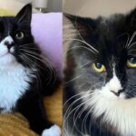 Kitten Follows Other Cats Outside for Food, She Lights Up Knowing She No Longer Has to Hide