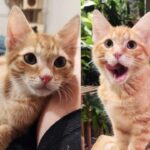 People Help Young Cat Regain Use of Leg Then Watch Him Spring Back on His Own Before Their Eyes