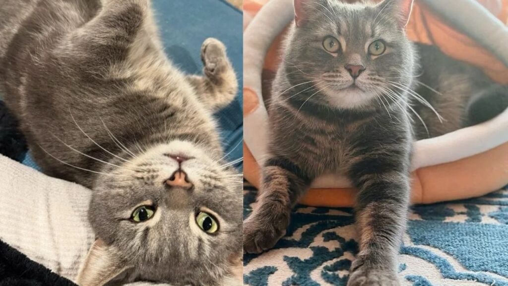 Neighbor and Admired