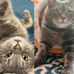 Cat Wants to Be Everyone's Neighbor and Admired by Many, Then Decides One Day He's Ready for Fresh Start