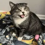 After Almost a Year They Bring Big Street Cat to Safety, Only to Discover He's Gentle Giant with a Lot to Say