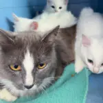 Cat Arrives on a Man's Porch, and It Leads to the Rescue of Four Kittens and More