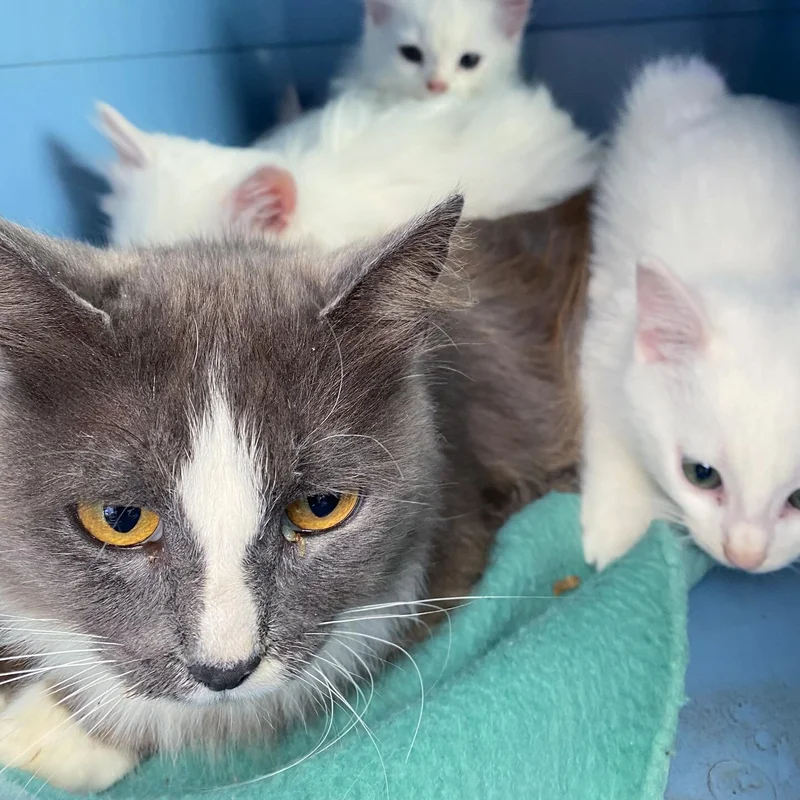 Cat Arrives on a Man's Porch