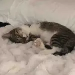 Kitten Spotted in a Car Never Gave Up, She Became the Happiest Little 'Kangaroo' Cat