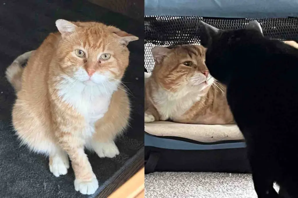 Cat Found Living in Front