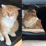 Cat Found Living in Front of a Tire Shop Finally Meets the Family He's Been Waiting for