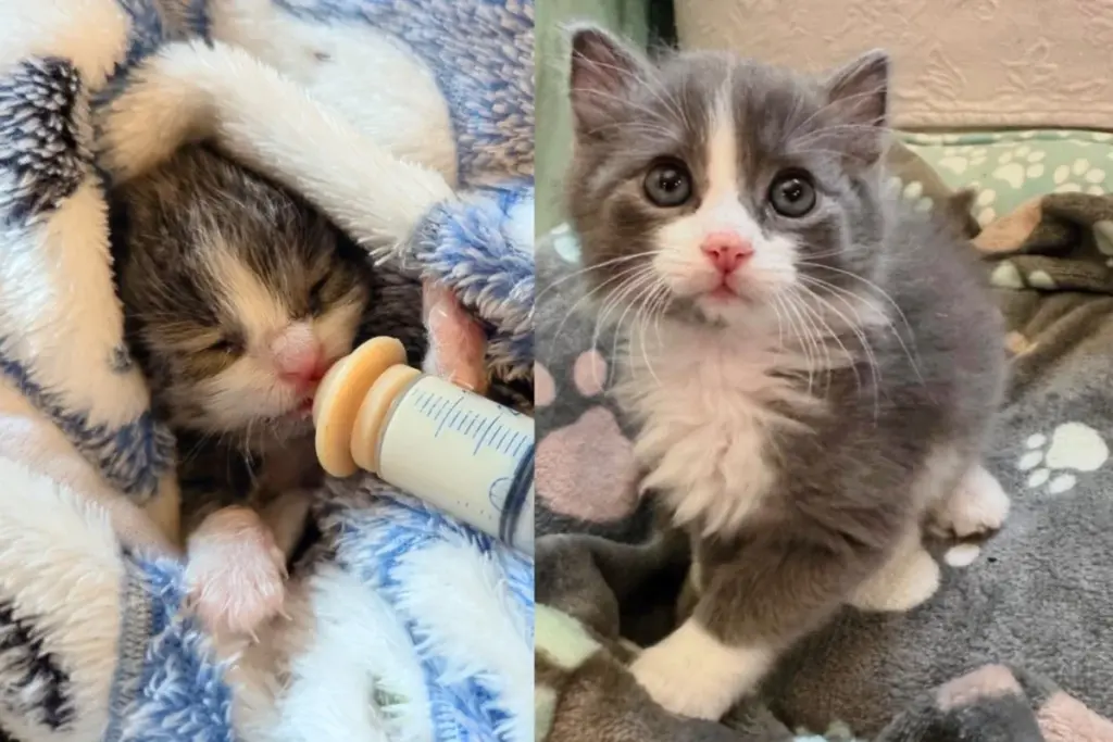 Small Marvel into Strong Cat,