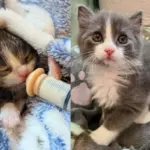 Kitten Shows What He Can Do Growing from Small Marvel into Strong Cat, Now Has Friend He Always Wanted