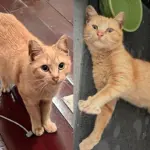 They Went to Search for Community Cat but Came Back with Tabby Kitten Instead, It was Meant to Be