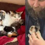 Rescuers Helping Community Cats Discover Kittens On High Roof And Refuse To Leave Them Behind