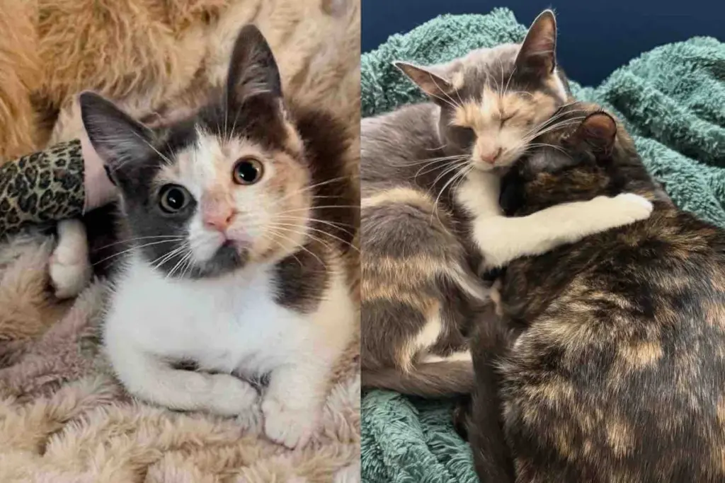 They Helped a Kitten Found on the Road Unable to Walk, Later Watched the Cat Get Up and Run Again