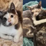 They Helped a Kitten Found on the Road Unable to Walk, Later Watched the Cat Get Up and Run Again
