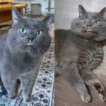 Cat Gets a New Start After Years on the Streets, His Glow-up is Nothing Short of Incredible