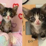 Kitten is Much Tinier Than Other Cats But Shows the Spirit of a Tiger, Months Later, She Truly Transforms