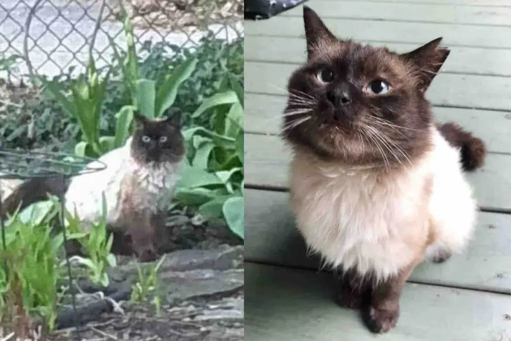 Cat Shows Up Outside