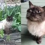 Cat Shows Up Outside a House and Waits Until He's Safe Indoors, He Shows His Joy in the Sweetest Way