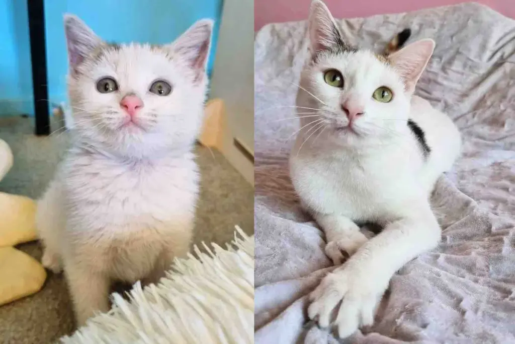 Cat Who Came to a Rescue