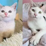 After 3 Years a Cat Who Came to a Rescue as a Kitten Finally Has What She's Been Waiting for This New Year