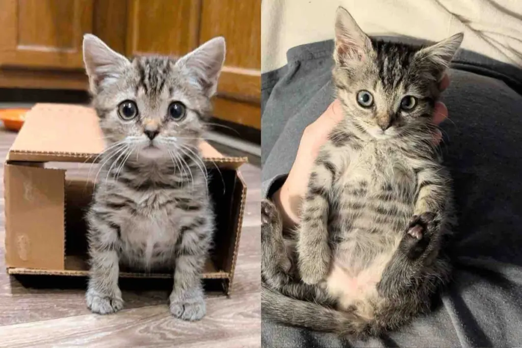 Person Hears a Kitten at Shopping Center Then Finds Her Alone in the Cold, Changing the Cat’s Life that Day