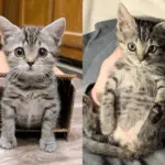 Person Hears a Kitten at Shopping Center Then Finds Her Alone in the Cold, Changing the Cat's Life that Day