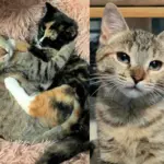 Kitten Meets Another Cat with a Similar Past, They Hit It Off Like They've Been Waiting for Each Other