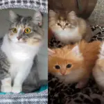 They Found a Cat and Her Kittens Wandering Around Inside a Vacant Apartment and Rushed to Get Them Help