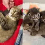 Cat Found in a Boat with Kittens Hidden Under a Seat, Their Lives Transformed Forever Through Kindness
