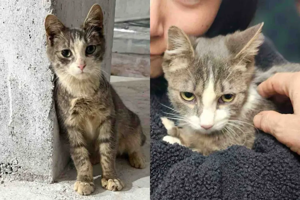 Cat Follows Construction Worker For Weeks: Touching Story Ends With Long-Awaited Wish Fulfilled