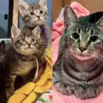 Cat Gives Sweetest 'Thanks' When She's Let Inside to Have Kittens, Now They Have the Ending She Always Wanted