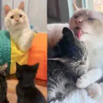 Kittens Arrive at a Foster Home and Meet Residents Who are Ready to Show Them 'How to Cat'