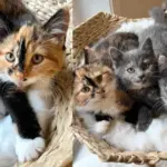Kittens Arrive at a Shelter, Little Do They Know a Family Will Drive Hours to Keep All 3 Cats Together