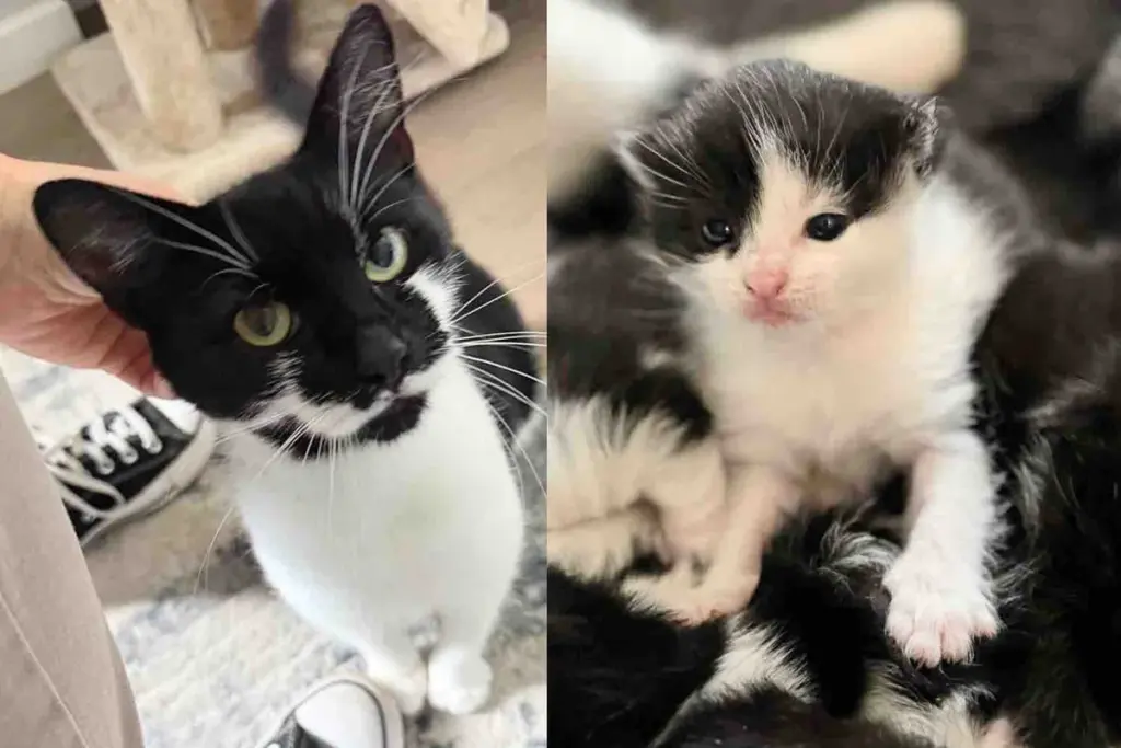 Finally Got the Stray Cat