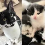 After Months, They Finally Got the Stray Cat with Her Kittens and Gave Her What She Wanted