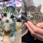 Kitten Found Near Mailbox Never Gives Up, Becomes Sweetest Cat, and Has a Special Way into Everyone's Heart